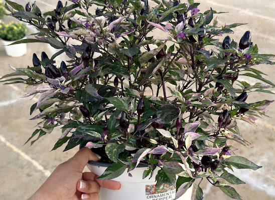 8IN ANN ORNAMENTAL PEPPER CALICO