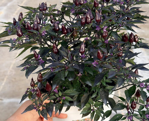 8IN ANN ORNAMENTAL PEPPER MIDNIGHT FIRE