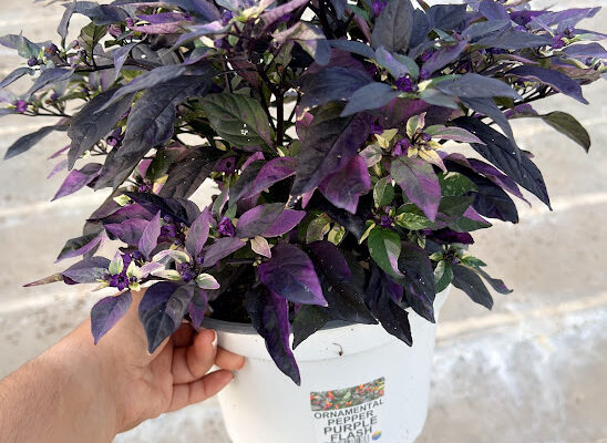 8IN ANN ORNAMENTAL PEPPER PURPLE FLASH