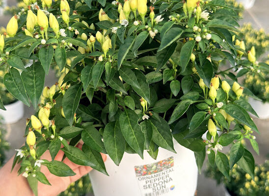 8IN ANN ORNAMENTAL PEPPER SEDONA SUN