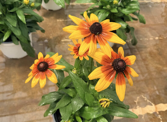 8IN ANN SUNBECKIA MIA 8IN ANN SUNBECKIA MIA