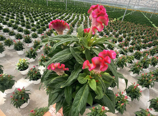 8IN CELOSIA TWISTED BRIGHT PINK 8IN CELOSIA TWISTED BRIGHT PINK