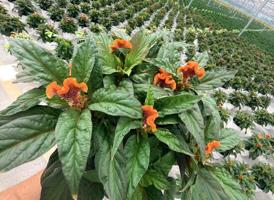 8IN CELOSIA TWISTED ORANGE/DARK LEAF 8IN CELOSIA TWISTED ORANGE/DARK LEAF