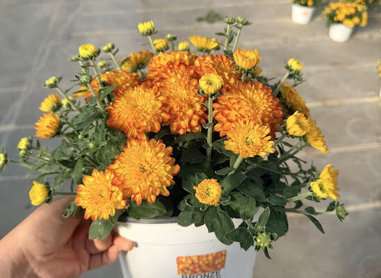 8IN MUM BRONZE ORANGE SOLAR FLARE