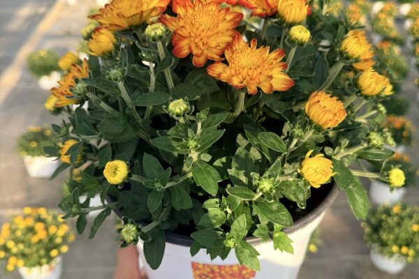 8IN MUM BRONZE ORANGE SOLAR FLARE