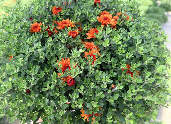 8IN MUM ORANGE KEELY 8IN MUM ORANGE KEELY