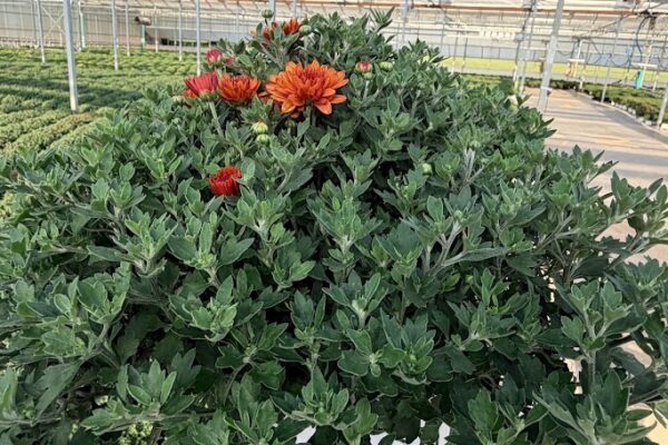 8IN MUM BRONZE ORANGE KEELEY
