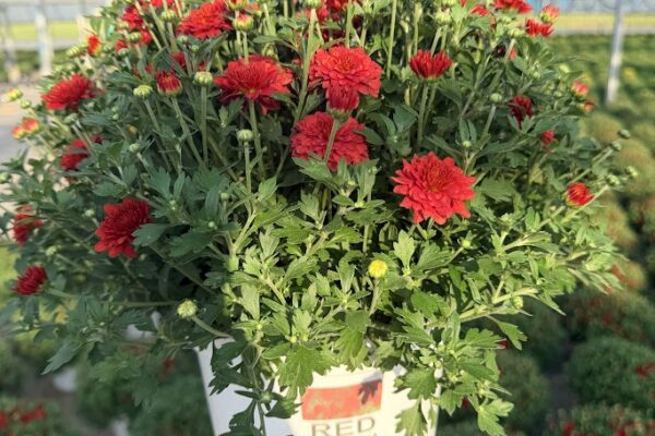 8IN MUM RED SAMANTHA