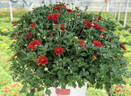 8IN MUM RED SAMANTHA 8IN MUM RED SAMANTHA