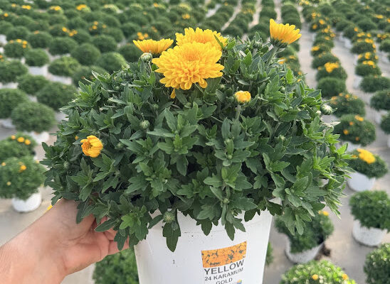 8IN MUM YELLOW 24 KARAMUM