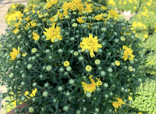 8IN MUM YELLOW SUNRISE
