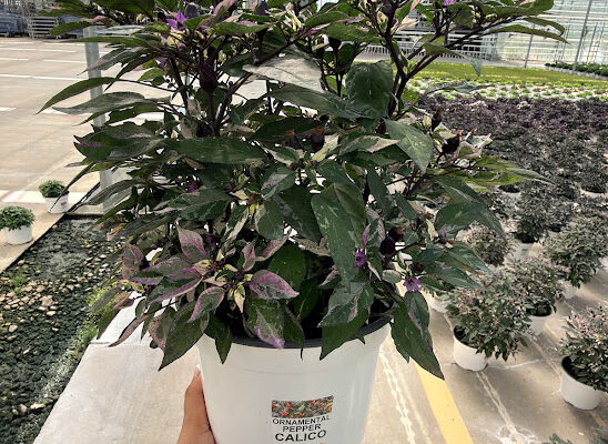 8IN ORNAMENTAL PEPPER CALICO 8IN ORNAMENTAL PEPPER CALICO