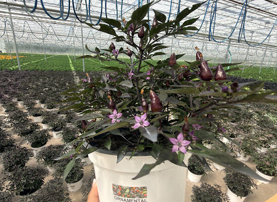 8IN ORNAMENTAL PEPPER MIDNIGHT FIRE 8IN ORNAMENTAL PEPPER MIDNIGHT FIRE