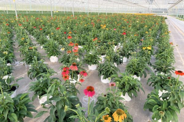8IN PER ECHINACEA CHEYENNE SPIRIT MIX CROP 8IN PER ECHINACEA CHEYENNE SPIRIT MIX CROP