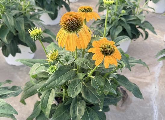 8IN PER ECHINACEA CHEYENNE SPIRIT 8IN PER ECHINACEA CHEYENNE SPIRIT MIX