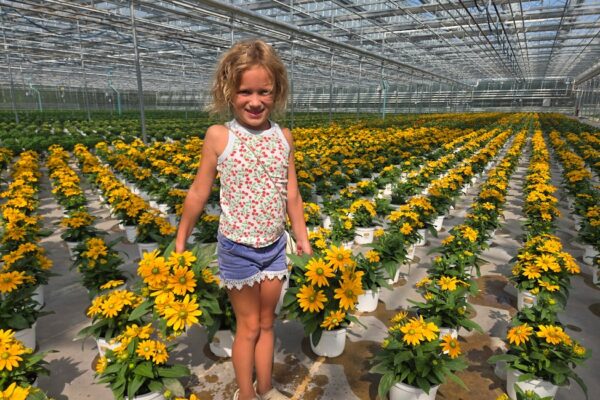 8IN SUNBECKIA EMMA