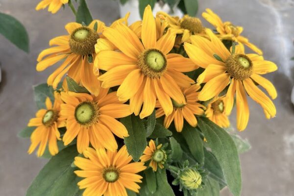 8IN SUNBECKIA EMMA