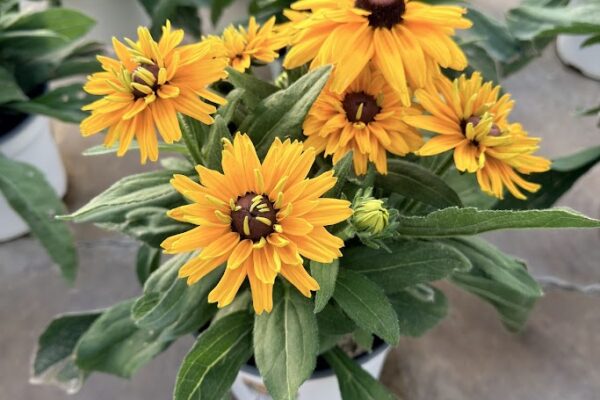8IN SUNBECKIA LUCIA