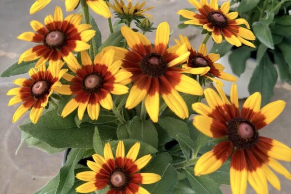 8IN SUNBECKIA MIA