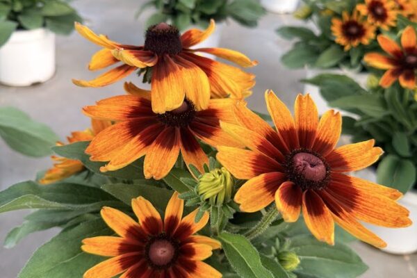 8IN SUNBECKIA SARAH