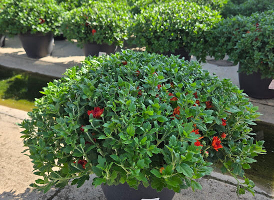 LGRD MUM BRONZE ORANGE APPLE CIDER LGRD MUM BRONZE ORANGE APPLE CIDER