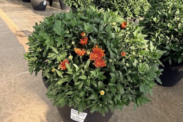 LGRD BRONZE ORANGE 24 KARAMUM