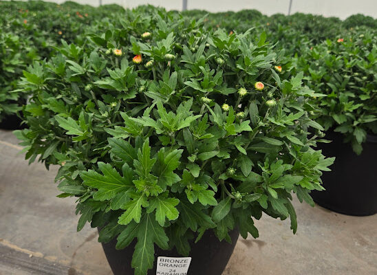 LGRD BRONZE ORANGE 24 KARAMUM