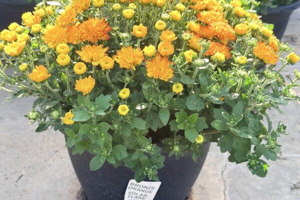 LGRD BRONZE ORANGE SOLAR FLARE