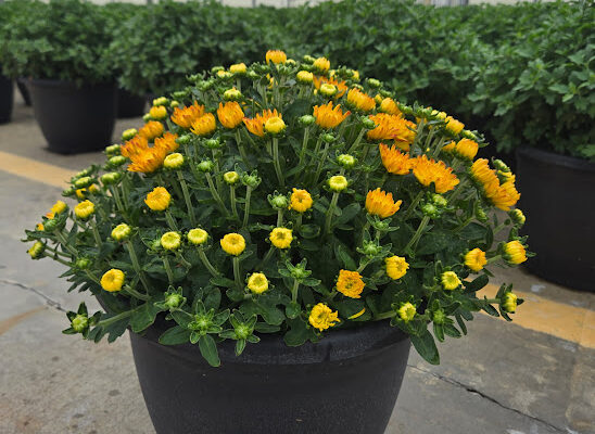 LGRD BRONZE ORANGE SOLAR FLARE