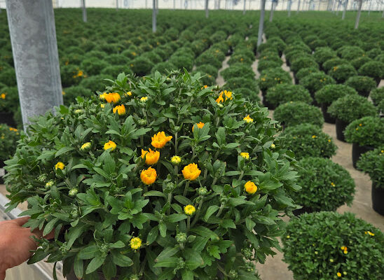 LGRD GOLD 24 KARAMUM GOLD