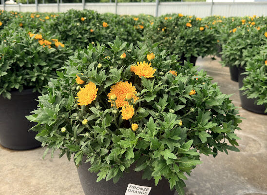 LGRD ORANGE BRONZE 24 KARAMUM LGRD ORANGE BRONZE 24 KARAMUM