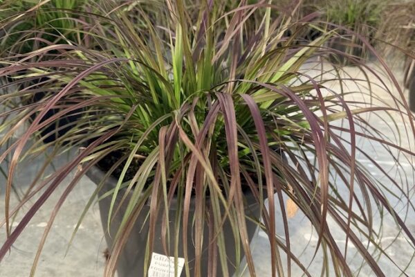 LGRD PURPLE FOUNTAIN GRASS
