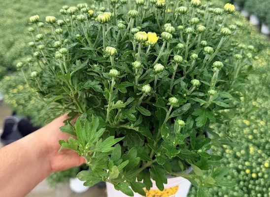 6.5IN MUM YELLOW SUNRISE