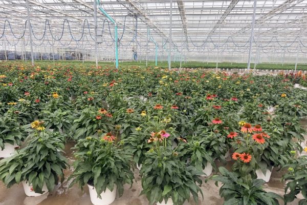 801PER ECHINACEA CHEYENNE SPIRIT MIX 801PER ECHINACEA CHEYENNE SPIRIT MIX