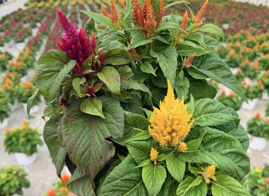 8IN ANN CELOSIA ARRABONA MIX