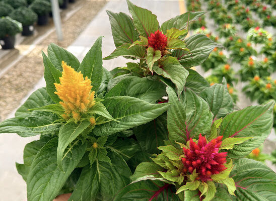 8IN ANN CELOSIA ARRABONA MIX 8IN ANN CELOSIA ARRABONA MIX