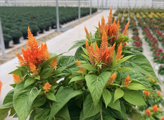 8IN ANN CELOSIA ARRABONA ORANGE