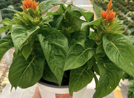 8IN ANN CELOSIA ARRABONA ORANGE 8IN ANN CELOSIA ARRABONA ORANGE