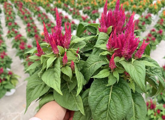 8IN CELOSIA ARRABONA RED