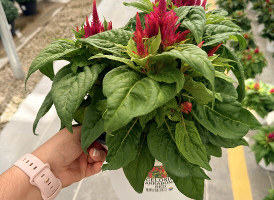 8IN ANN CELOSIA ARRABONA RED 8IN ANN CELOSIA ARRABONA RED