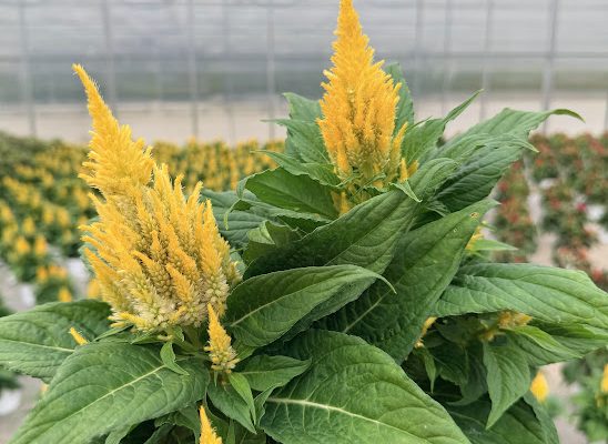 8IN ANN CELOSIA ARRABONA YELLOW