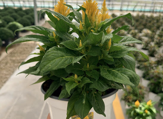 8IN ANN CELOSIA ARRABONA YELLOW 8IN ANN CELOSIA ARRABONA YELLOW