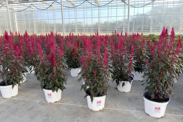 8IN ANN CELOSIA FLORIOSA DARK LEAF RED 2 8IN CELOSIA FLORIOSA DARK LEAF RED