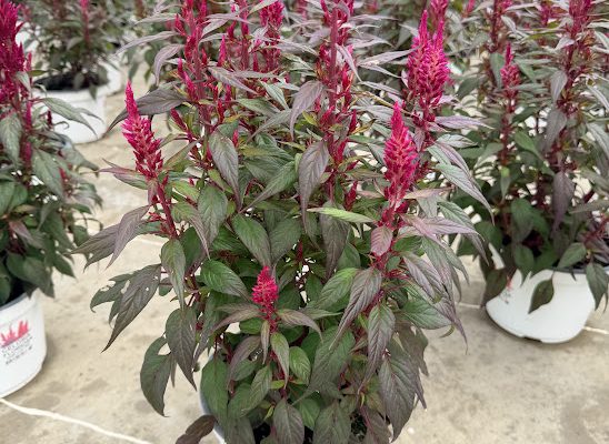 8IN ANN CELOSIA FLORIOSA DARK LEAF RED