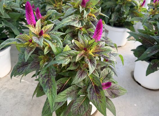 8IN ANN CELOSIA INTENZ DARK PURPLE 2