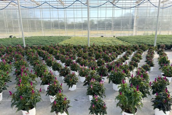 8IN ANN CELOSIA INTENZ DARK PURPLE 8IN ANN CELOSIA INTENZ DARK PURPLE