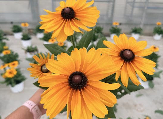 8IN ANN SUNBECKIA CAROLINA SINGLE YELLOW/BROWN