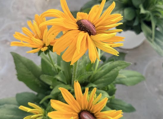 8IN ANN SUNBECKIA PAULINA SINGLE YELLOW/BROWN