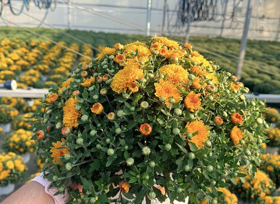 8IN MUM BRONZE ORANGE 24 KARAMUM