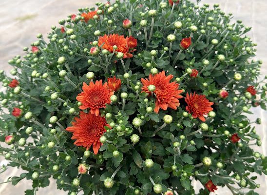 8IN MUM BRONZE ORANGE APPLE CIDER